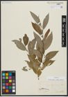Foto von Salix alba subsp. vitellina (L.) Arcang.